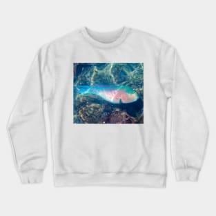 Bluechin Parrotfish in the Galapagos Islands, Ecuador Crewneck Sweatshirt